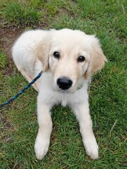 golden retriever puppy
