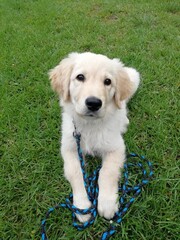 golden retriever puppy