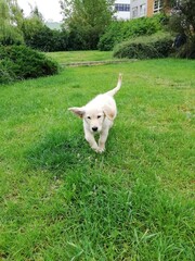 golden retriever puppy
