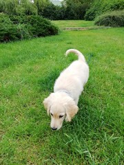 golden retriever puppy