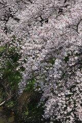 春の川岸に咲くソメイヨシノのサクラの花