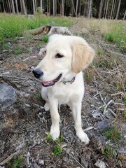 golden retriever puppy