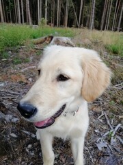 golden retriever puppy