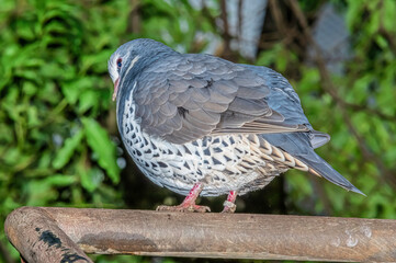 White Dove