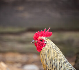 Close up of a rooster's head in a farmyard. Ecological poultry farming. Picture taken on a cloudy day, soft light. blurred background