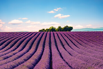 Naklejka na ściany i meble Lavender field in Provence, France
