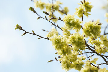Selective focus of Ulmus minor samara on the tree, Elm flowers in early spring, Elms are deciduous...