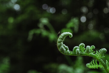 Young green fern with flying insect