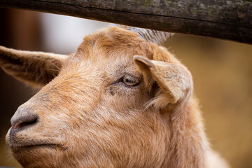 Portrait of a goat sticking out its head from behind a wooden fence. Picture taken on a cloudy day, soft light.