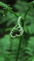 Young green fern © Jakub