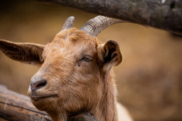Fototapeta premium Portrait of a goat sticking out its head from behind a wooden fence. Picture taken on a cloudy day, soft light.