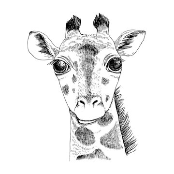 Hand drawn portrait of funny Giraffe baby