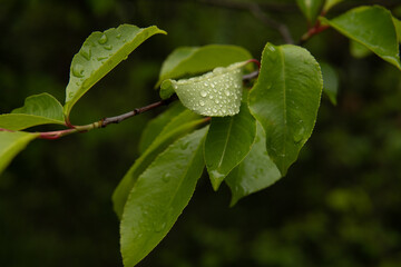 Drops of water after rain on green leaves