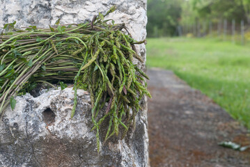 Tamus communis on the wall