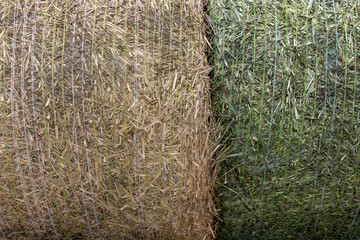Hay bale wrapped in a net. Rural background.