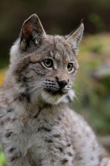 Naklejka premium Lynx in green forest with tree trunk. Wildlife scene from nature. Playing Eurasian lynx, animal behaviour in habitat. Wild cat from Germany. Wild Bobcat between the trees