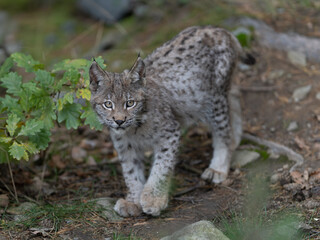 Lynx in green forest with tree trunk. Wildlife scene from nature. Playing Eurasian lynx, animal behaviour in habitat. Wild cat from Germany. Wild Bobcat between the trees