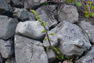 Tamus communis