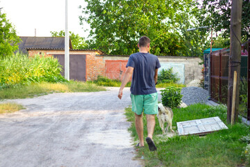 Defocus young man walking with a dog (siberian laika husky) in the village, countryside. Summertime, rear view. The pet drags the owner with force. Out of focus