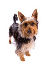 Australian Terrier dog looking isolated on a white background