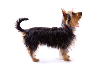 Australian Terrier dog in show stance isolated on a white background