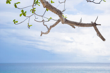 Green tree branch with blue sky and sea as background.