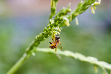 Honey bee keeping the nectar from the tassel  flower