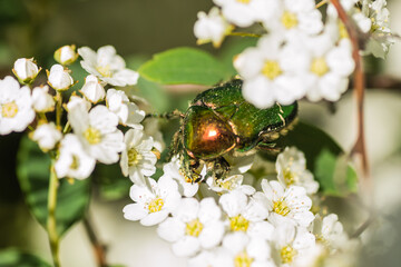 Insect Cetonia aurata, on the small, snow-white flowers of Lobularia maritima Alissum maritimum. 