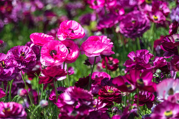 Purple cultivated flowers garden buttercups close up