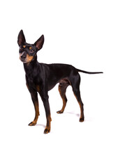 English Toy Terrier dog in show stance isolated on a white background