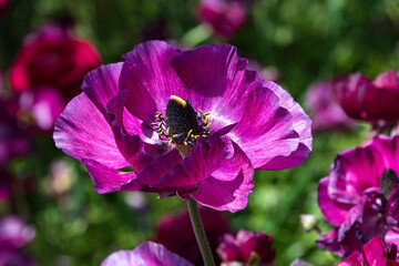 Purple cultivated flowers garden buttercups close up