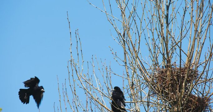 The rook (Corvus frugilegus), nesting on the trees in the town park
