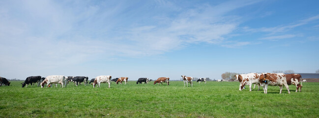 spotted cows in meadow between utrecht and gouda in holland © ahavelaar
