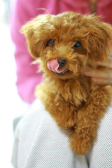 ティーカッププードル