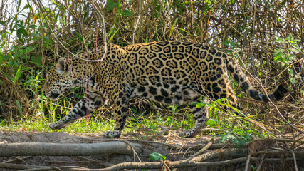 Side view of camouflaged Jaguar in Pantanal walking through the forest