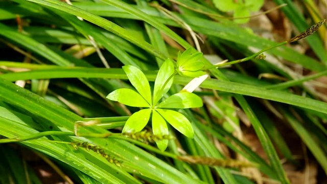 春のクルマバソウの白い花５月