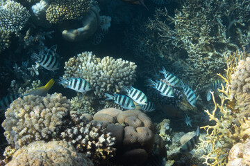 Sergeant major fish (pintano) in Red Sea, Egypt. Bright striped tropical fish in the ocean, clear blue turquoise water. Sandy bed near a coral reef. Underwater photo.