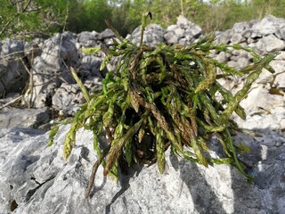 Tamus communis bunch