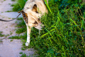 Defocus siberian laika husky on a leash. Dog smelling for hunting in garden. The pet takes the...