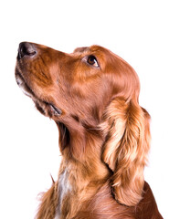 Irish Red Setter dog looking to the side isolated on a white background - obrazy, fototapety, plakaty