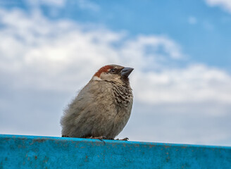 Sparrow is sitting on a blue fence against the sky with clouds. Close-up, portrait of a bird.