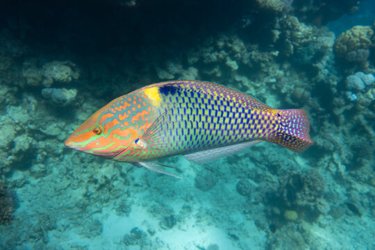 Checkerboard Wrasse (Halichoeres hortulanus) in Red Sea. Bright tropical fish in the ocean, clear turquoise water near a coral reef. Close up, side view. Underwater photo.