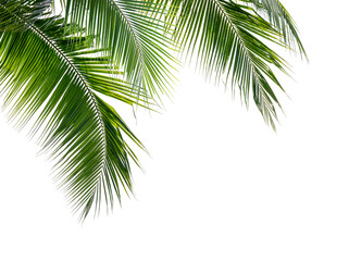 Fototapeta na wymiar Coconut palm leaves on white background.