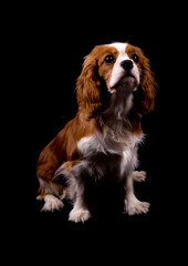 King Charles Spaniel dog isolated on a black background