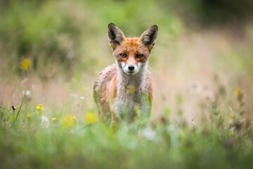 Red fox looking to the camera on blossoming meadow in summer