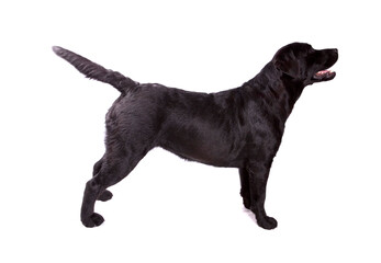 Black Labrador Retriever dog in show stance isolated on a white background