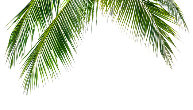Green coconut palm leaves isolate on white background