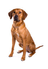 Rhodesian Ridgeback dog sitting isolated on a white background