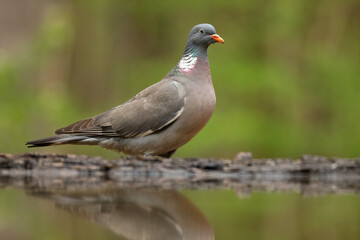 Adult common wood pigeon standing above the pond in summer