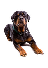 Rottweiler dog laying isolated on a white background